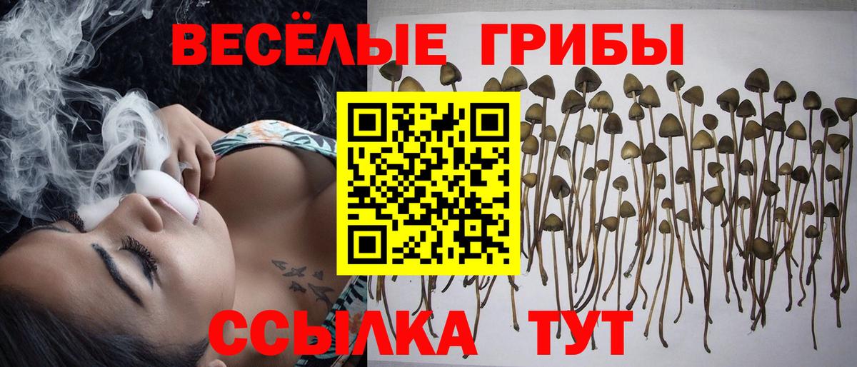 Чехов  Галлюциногенные грибы мухоморы  Вход с VPN  Псилоцибиновые грибы GOLDEN TEACHER 